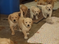 Dual-Golden-Retriever