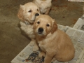 Dual-Golden-Retriever