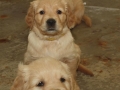 Dual-Golden-Retriever