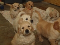 Dual-Golden-Retriever