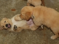 Dual-Golden-Retriever