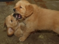 Dual-Golden-Retriever