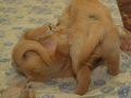 Dual-Golden-Retriever