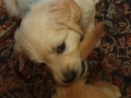 Dual-Golden-Retriever