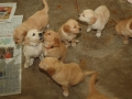 Dual-Golden-Retriever