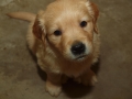 Dual-Golden-Retriever
