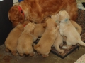 Dual-Golden-Retriever