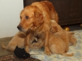 Dual-Golden-Retriever