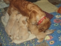 Dual-Golden-Retriever