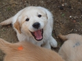 Dual-Golden-Retriever