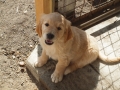 Dual-Golden-Retriever
