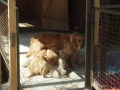 Dual-Golden-Retriever