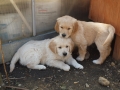 Dual-Golden-Retriever
