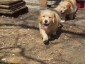 Dual-Golden-Retriever