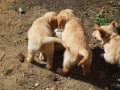 Dual-Golden-Retriever