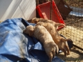 Dual-Golden-Retriever