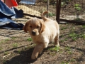 Dual-Golden-Retriever