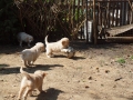 Dual-Golden-Retriever