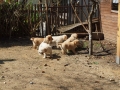 Dual-Golden-Retriever