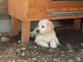 Dual-Golden-Retriever