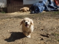 Dual-Golden-Retriever
