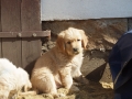 Dual-Golden-Retriever