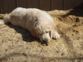 Dual-Golden-Retriever