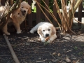 Dual-Golden-Retriever