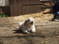 Dual-Golden-Retriever
