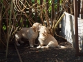 Dual-Golden-Retriever