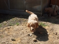 Dual-Golden-Retriever