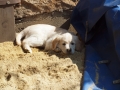Dual-Golden-Retriever