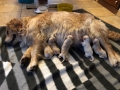 dual-golden-retriever