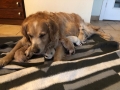 dual-golden-retriever