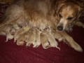 dual-golden-retriever