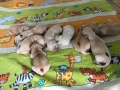 dual-golden-retriever