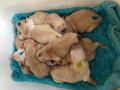 dual-golden-retriever