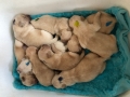 dual-golden-retriever