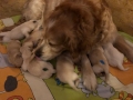 dual-golden-retriever