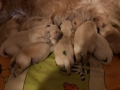 dual-golden-retriever