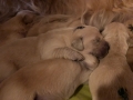 dual-golden-retriever