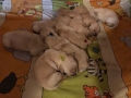 dual-golden-retriever