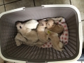 dual-golden-retriever Rüden