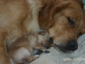 dual-golden-retriever-2