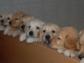 dual-golden-retriever-7