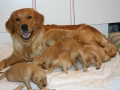 dual-golden-retriever