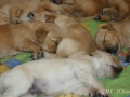 dual-golden-retriever5